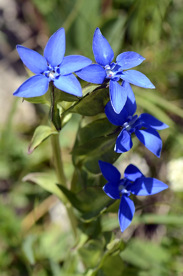 Gentiana utriculosa / Genziana alata